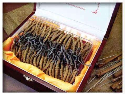 汕尾冬虫夏草回收